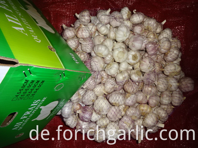 Fresh High Quality Garlic Crop 2019